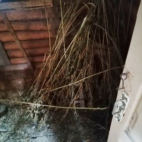 Зауральские наркополицейские изъяли у жителя Кетовского округа более килограмма частей растений конопли